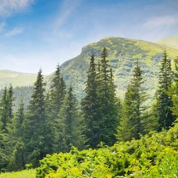 Spruce forest on the hillside Stock Photos