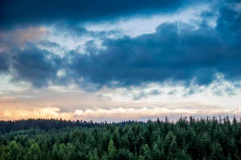 Spruce forest landscape Stock Photos