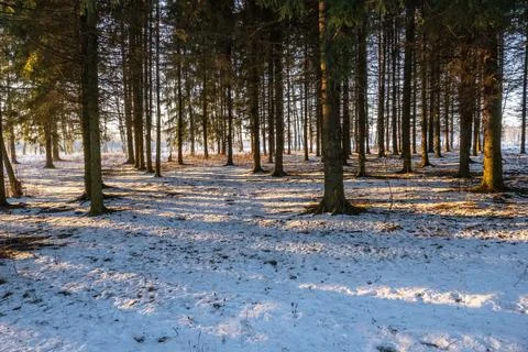 Spruce forest in the light of a low winter sun with long shadows. Stock Photos