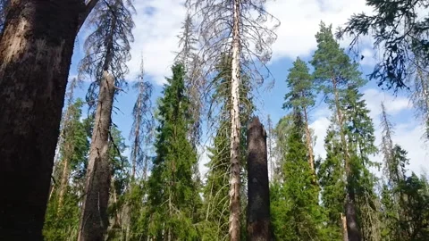 Spruce forest with many trunks damaged by bark beetle larvae, sunny day Stock Footage 314277295