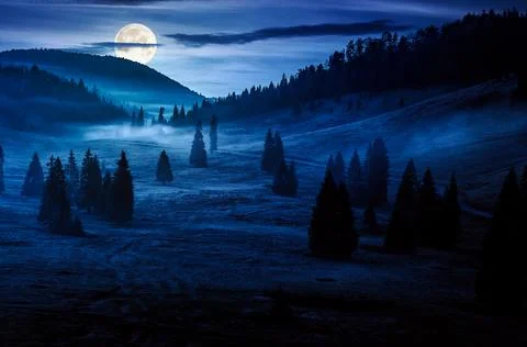 Spruce forest on mountain hill side in fog at night Stock Photos