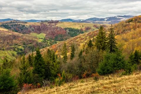 Spruce forest on a mountain hillside Stock Photos
