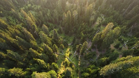 Spruce forest on the mountain slope Stock Footage 235986831