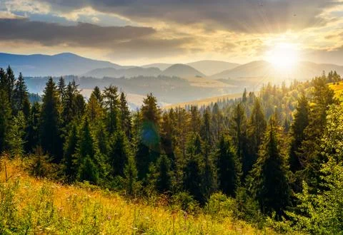 Spruce forest in mountains at sunset Stock Photos