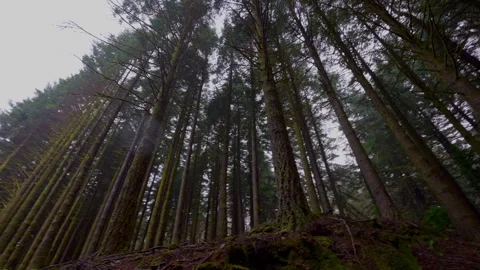 SPRUCE FOREST PAN LEFT Video stock 292276348