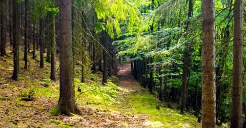 The spruce forest path 스톡 사진