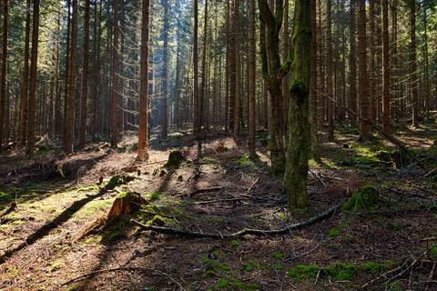 The spruce forest Stock Photos