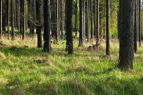 The spruce forest Stock Photos