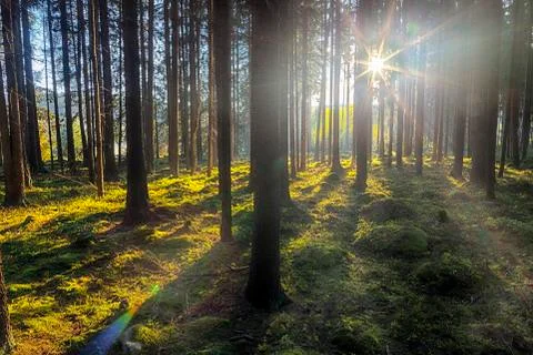The spruce forest Stock Photos