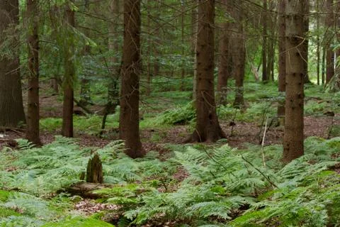 Spruce Forest Stock Photos