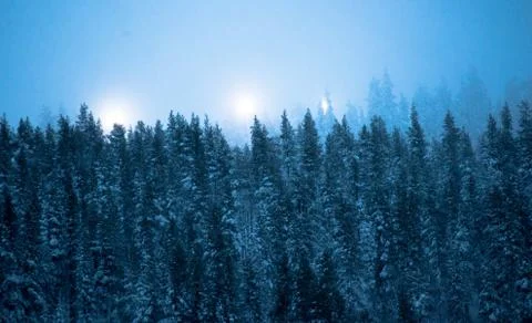 Spruce forest 库存照片