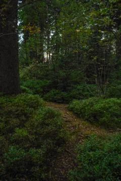 Spruce forest Stock Photos