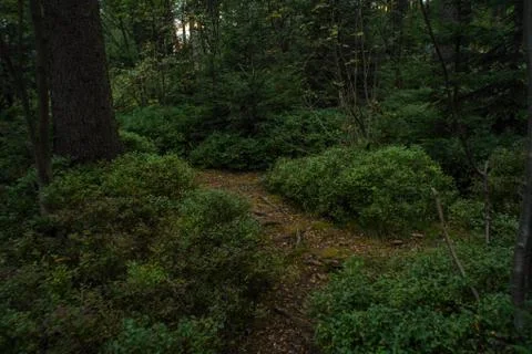 Spruce forest Stock Photos