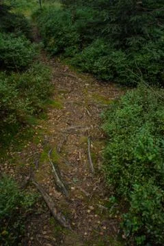 Spruce forest Stock Photos