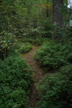Spruce forest Stock Photos