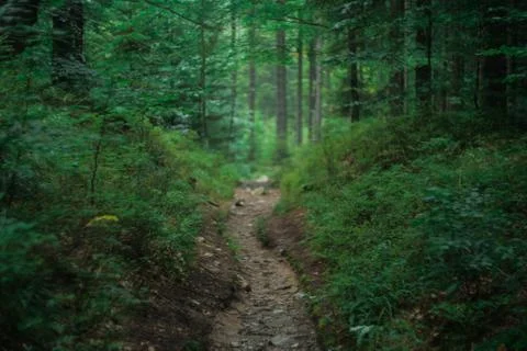 Spruce forest Stock Photos