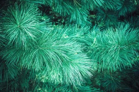 Spruce in the forest. Foto stock