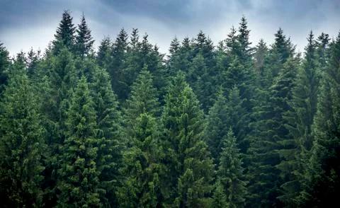 A spruce forest Stock Photos