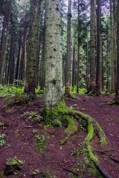 A spruce forest Stock Photos