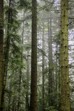 A spruce forest Stock Photos