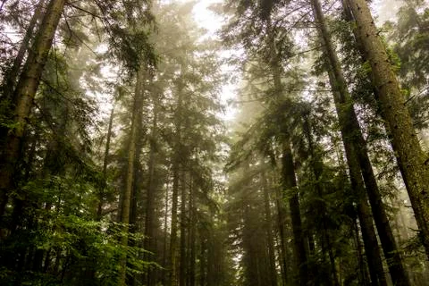 A spruce forest Stock Photos
