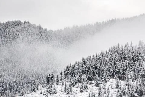 Spruce forest Stock Photos