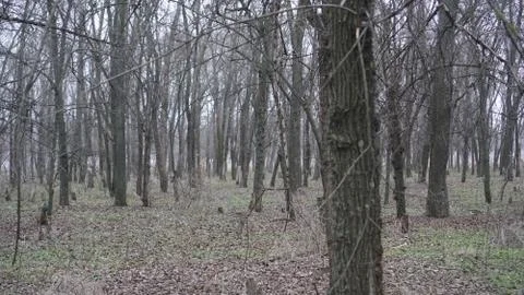 Spruce forest Stock Photos