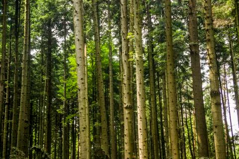 A spruce forest Stock Photos
