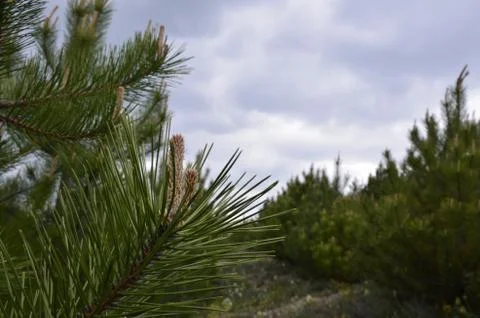 Spruce forest Stock Photos