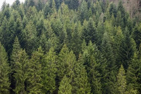 A spruce forest Stock Photos