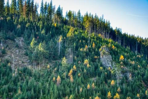 Spruce forest in a protected landscape area with several trees tinted in autumn  Stock Photos