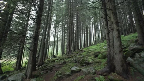 Spruce forest in rainy cloudy weather. Carpathian forest with stones and moss Stock Footage 214329687