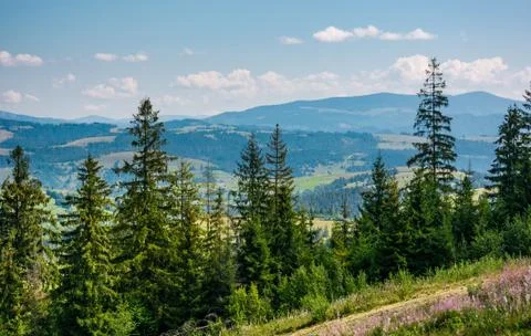 Spruce forest on rolling hills Stock Photos