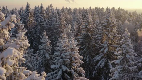 Spruce forest with a snow from drone Stock Footage 223767546