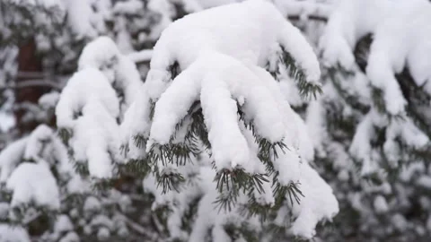 Spruce forest in the snow Stock Footage 163566680