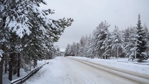 Spruce forest in the snow Stock Footage 163566686