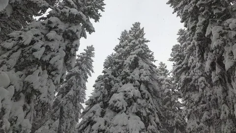Spruce Forest In the Snow. Snow Storm In the Forest. Slovakia Stock Footage 101809379