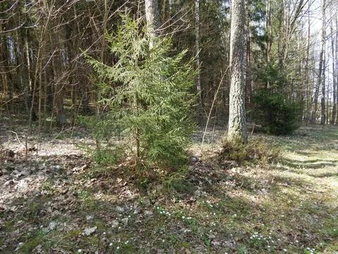 Spruce forest in spring. Foto stock