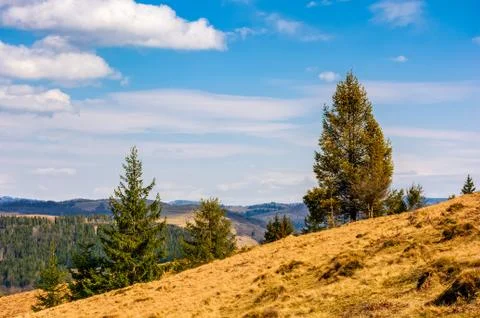Spruce forest in springtime landscape Stock Photos