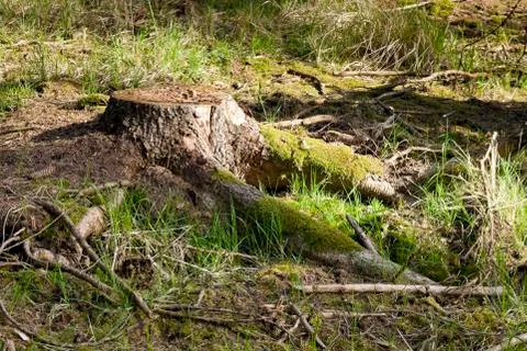 The spruce forest stump Stock Photos