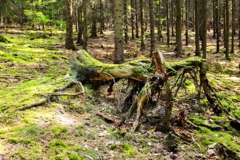 The spruce forest stump Stock Photos