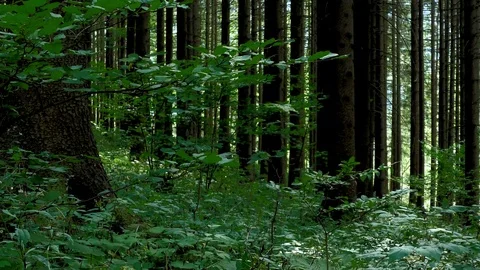 Spruce forest in the summer. Stock Footage 93951312