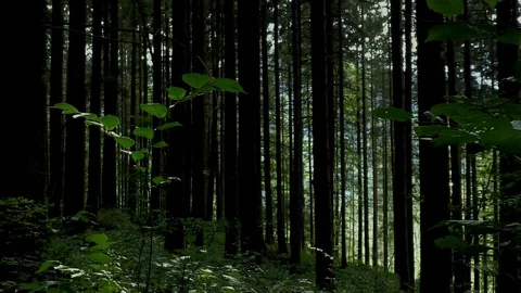 Spruce forest in the summer. Stock Footage 93954139