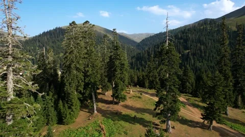 Spruce forest in the summer mountains Stock Footage 237869325