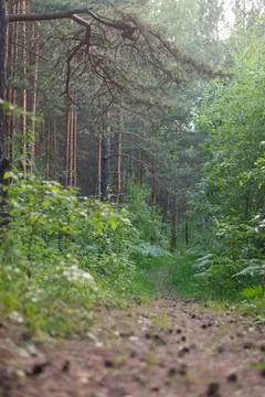 Spruce forest in the summer. Pine forest in the summer. Coniferous forest in  Stock Photos