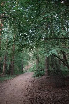 Spruce forest in the summer. Pine forest in the summer. Coniferous forest in  Stock Photos