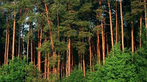Spruce forest at sunrise Stock Footage 71656316