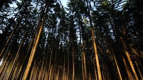 Spruce forest at sunset tilt up from ground to tree tops Stock Footage 157653893