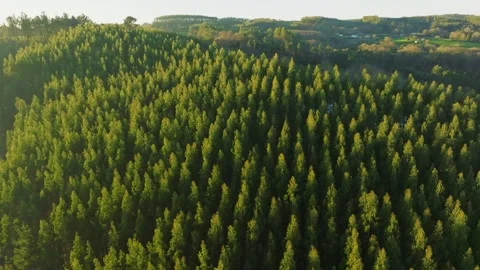 Spruce Forest Trees Over Mountains. Pullback Shot Vídeos de archivo 260338840
