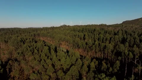 Spruce Forest Trees With Wind Turbines In The Mountains Stock Footage 298920808